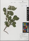 Foto von Salix glabra Scop.